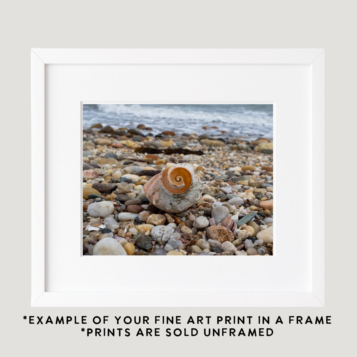 Spiral Shell Photography Print