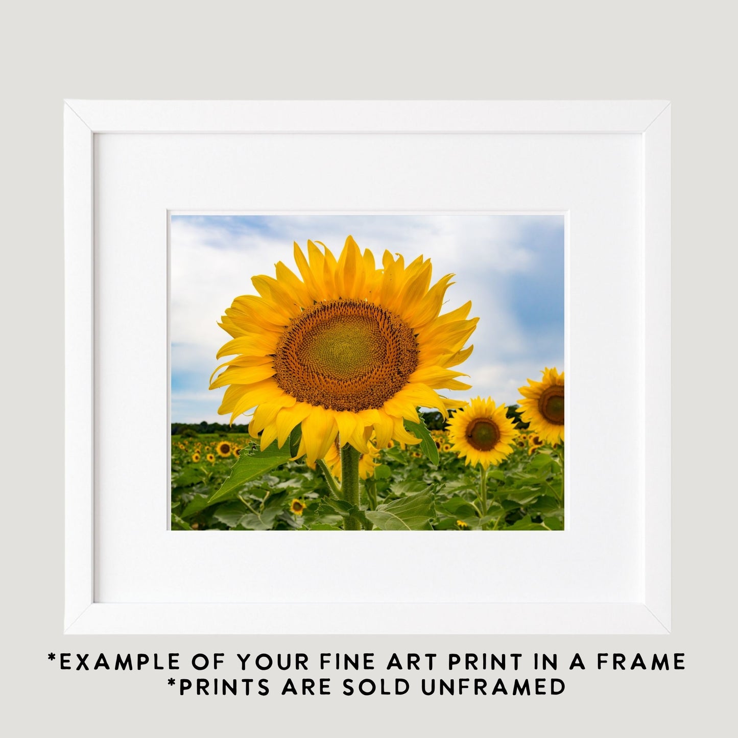 Single Sunflower Photography Print