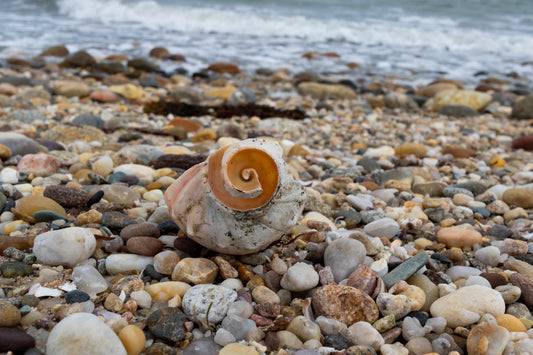 Spiral Shell Photography Print