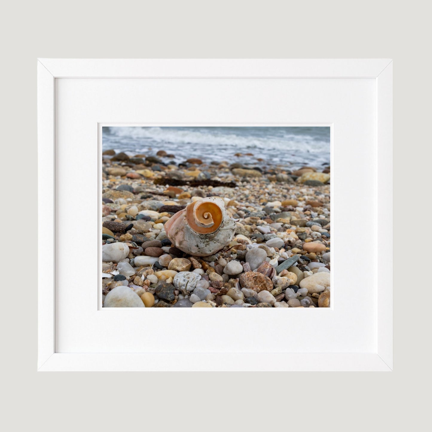 Spiral Shell Photography Print