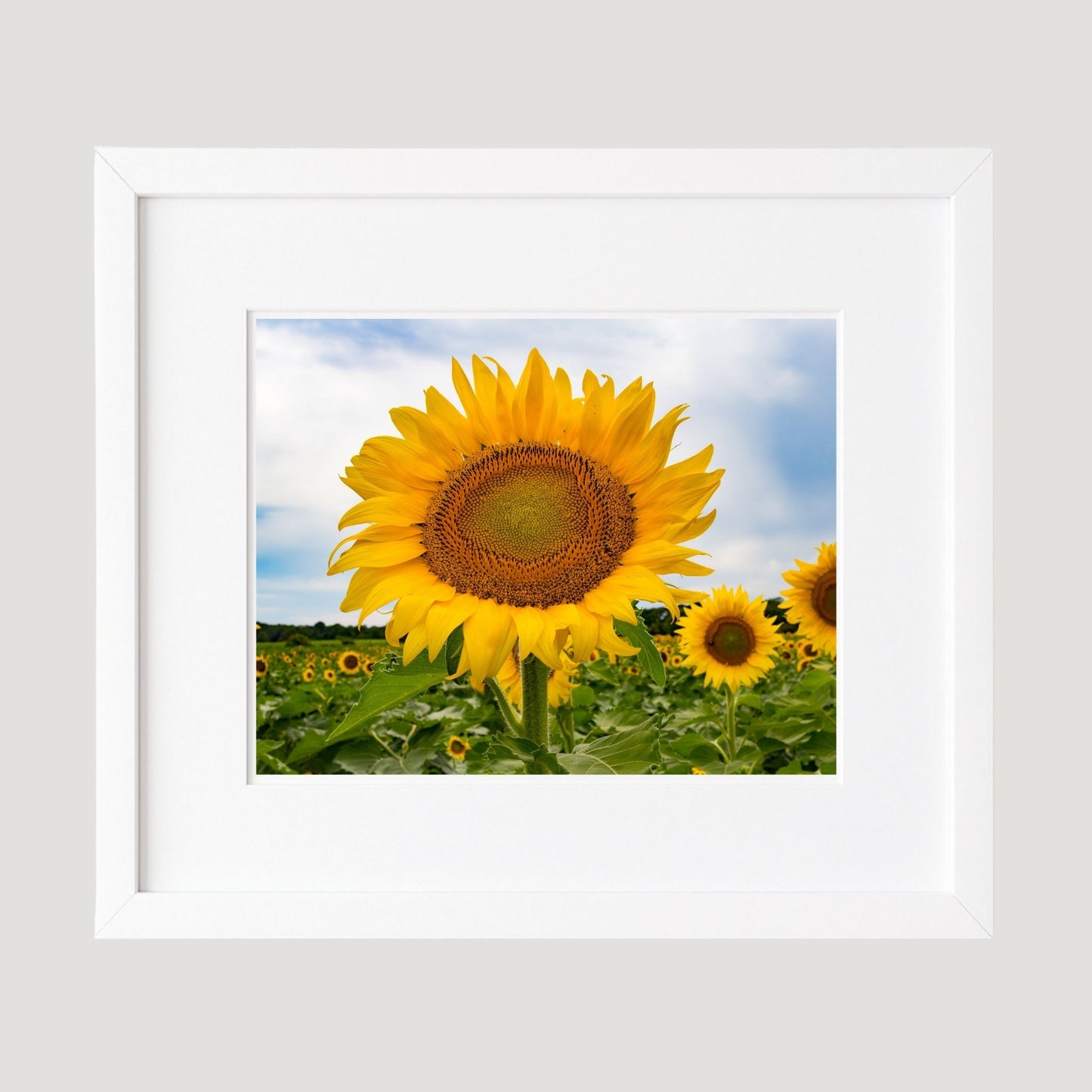 Single Sunflower Photography Print