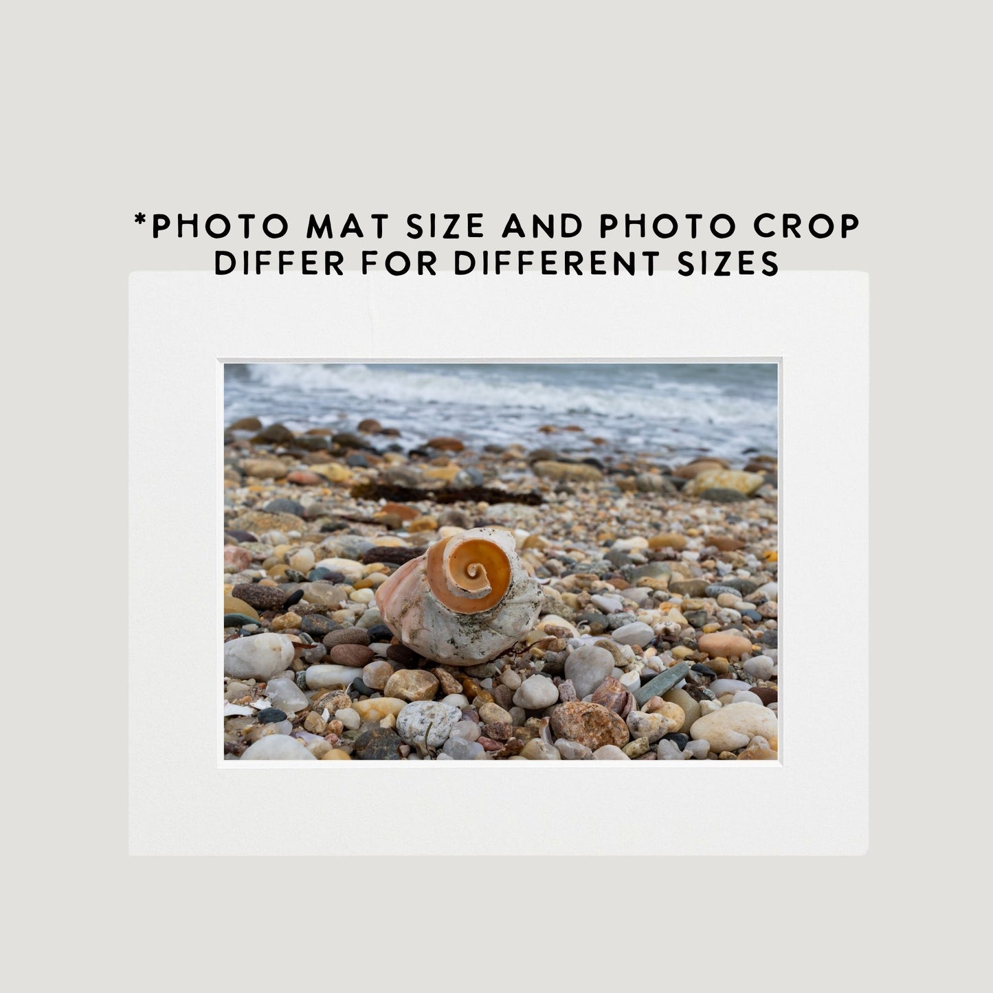 Spiral Shell Photography Print