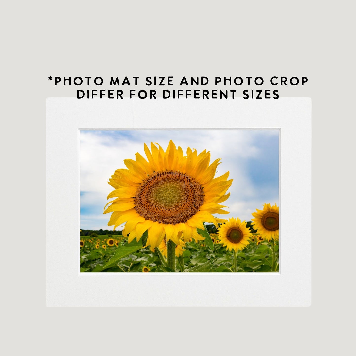 Single Sunflower Photography Print