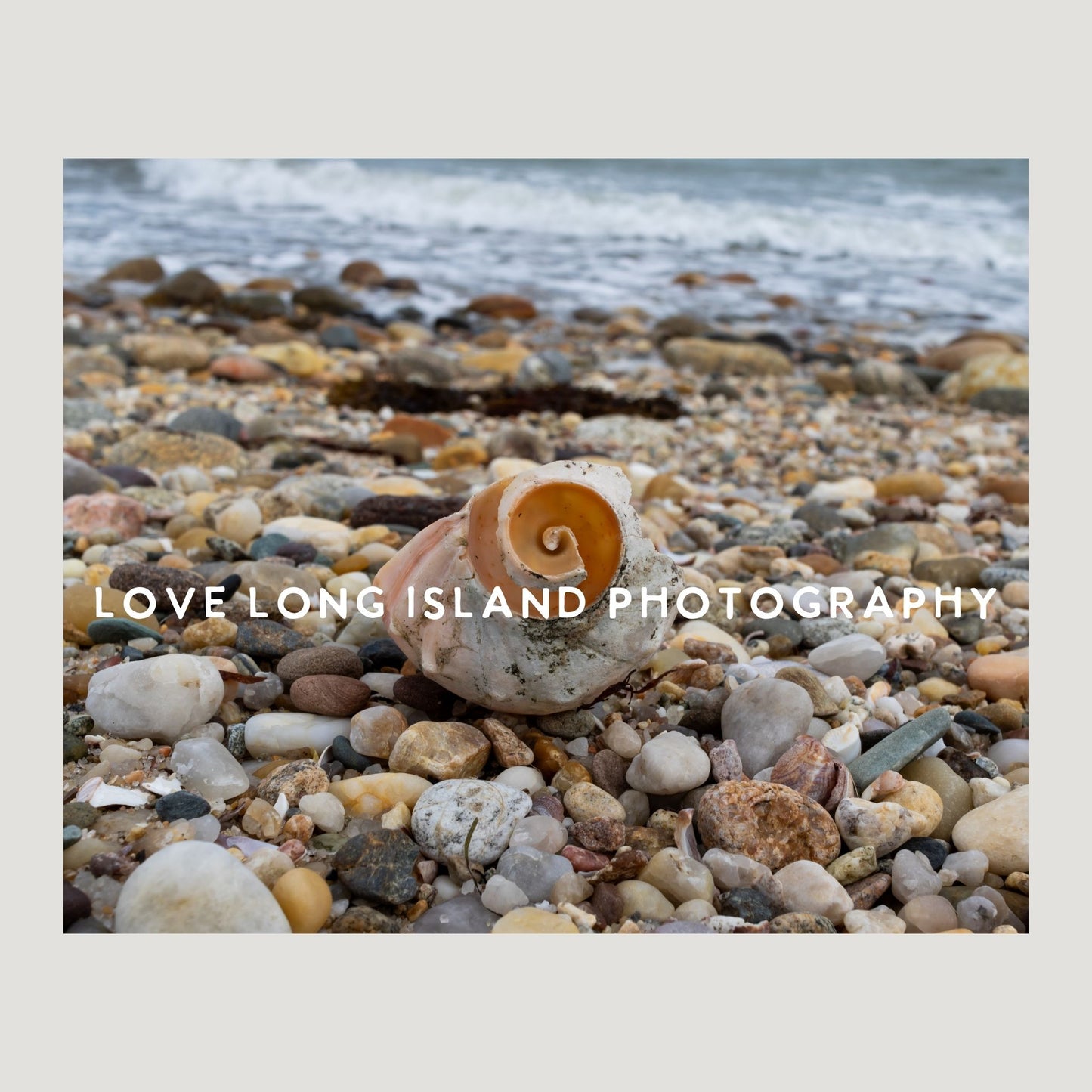 Spiral Shell Photography Print