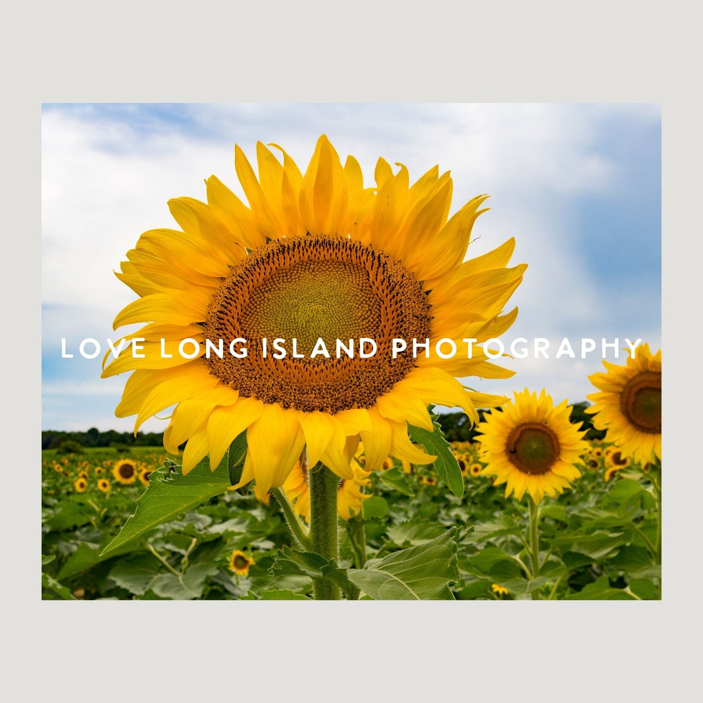 Single Sunflower Photography Print