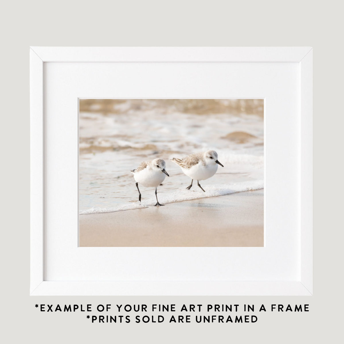 Sanderling Pair Photography Print