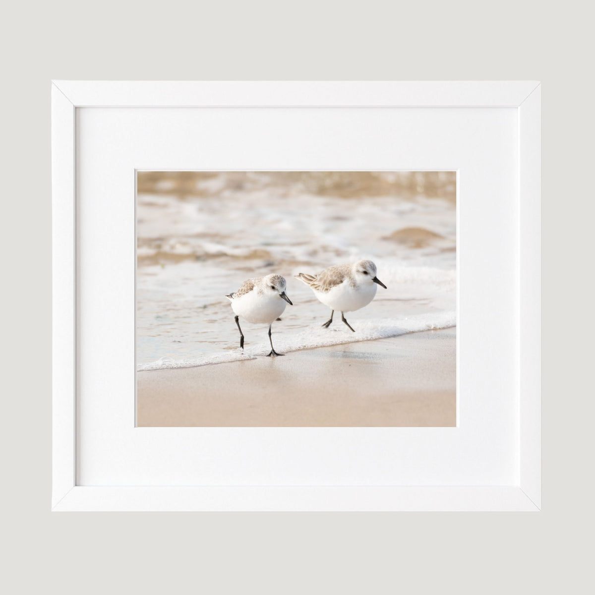 Sanderling Pair Photography Print