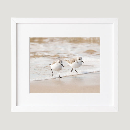 Sanderling Pair Photography Print