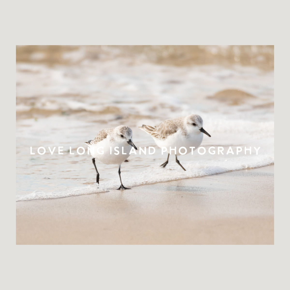 Sanderling Pair Photography Print