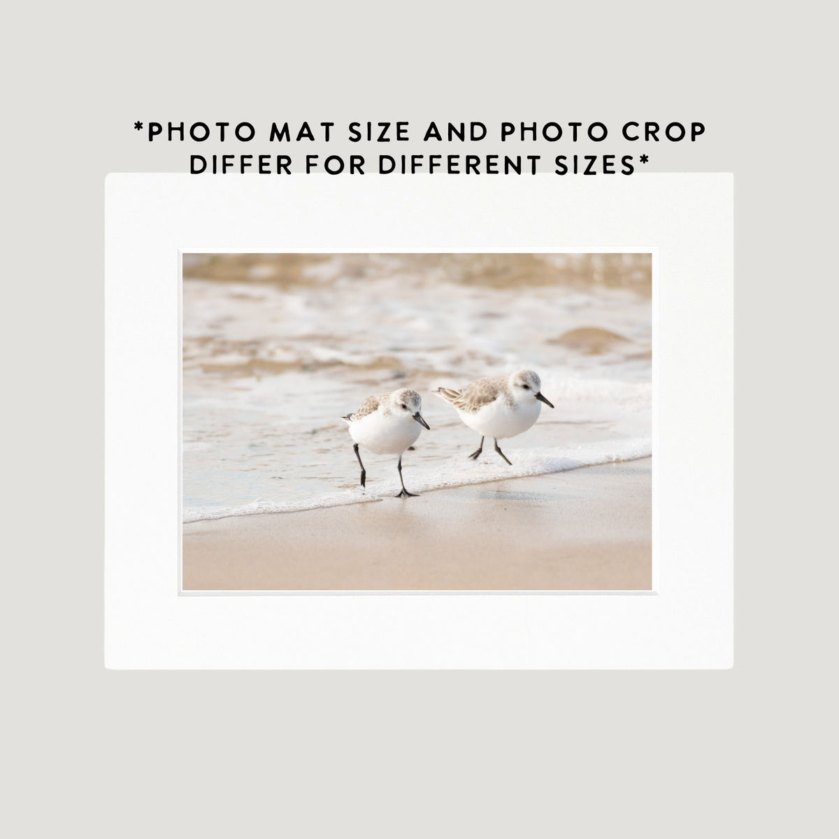 Sanderling Pair Photography Print
